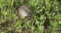 Turtle In The Grass HD Footage