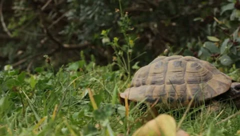 Turtle in grass Stock-Footage 8914459
