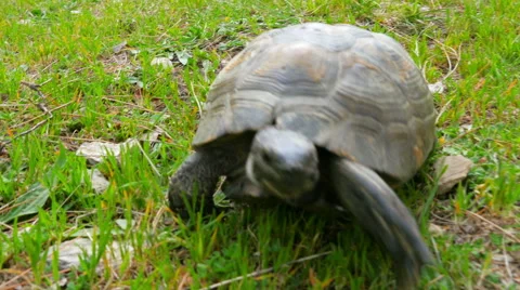Turtle on grass Video stock 51366175