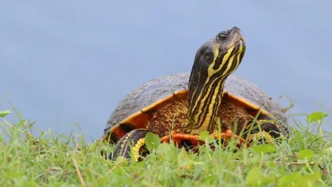 Turtle on the grass by a lake. Stock Footage 80402994