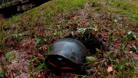 Turtle In Grass Laying Eggs Video stock 201042095