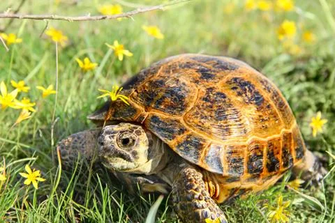 Turtle in grass Stock Photos