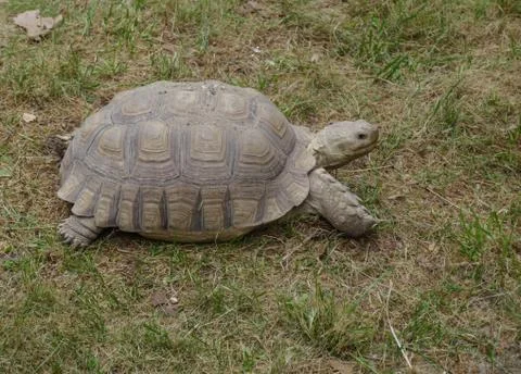 Turtle in the grass Stock Photos