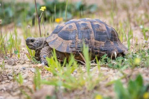 Turtle in grass Stock Photos