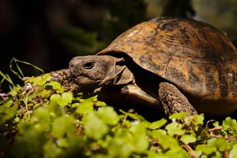 Turtle in the grass Stock Photos