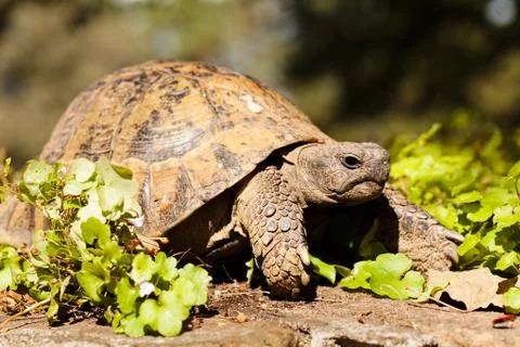 Turtle in the grass Stock Photos