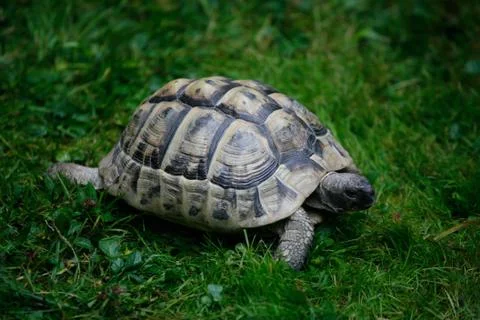 Turtle on the grass Stock Photos