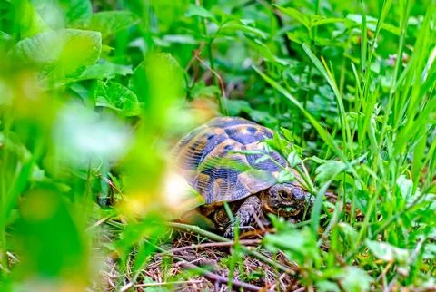 Turtle in the grass Stock Photos