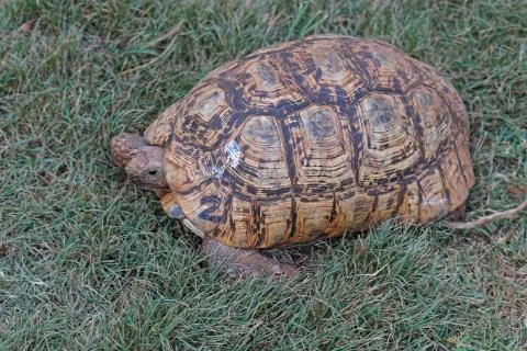 Turtle at grass Stock Photos