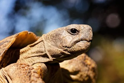 Turtle in the grass Foto stock gratuite