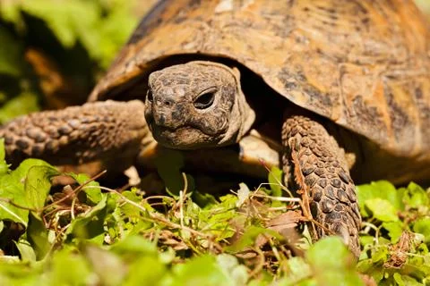 Turtle in the grass Foto stock gratuite