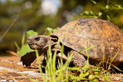 Turtle in the grass Free Stock Photos