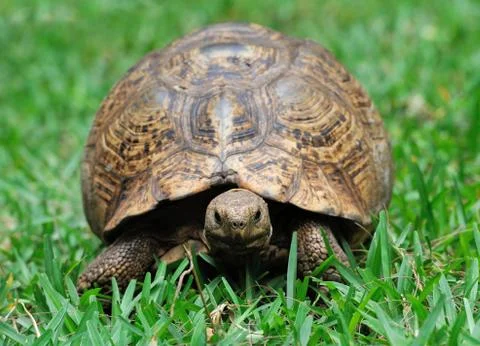 Turtle in grass Stock-Fotos