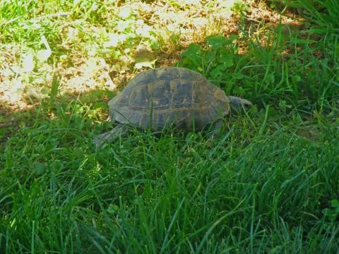 A turtle on the grass Stock Photos