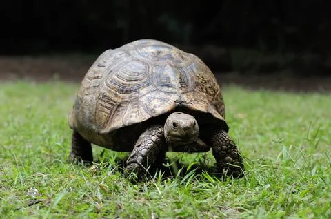 Turtle in grass Stock Photos