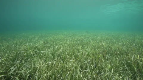 Turtle grass in shallow water in an ocean bay on Roatan, Honduras. Video stock 170028722