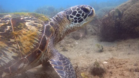 Turtle Grazing Stock Footage 94594341