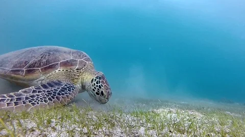 Turtle grazing seagrass in Mayotte island Stock Footage