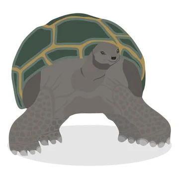 Turtle, a great realistic turtle. Illustrazione stock