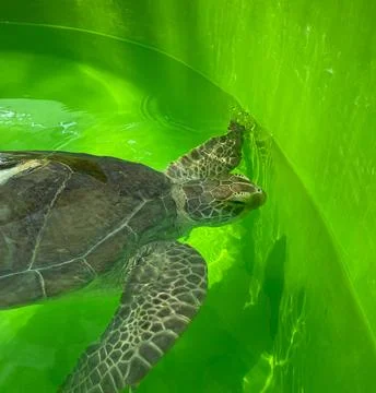 Turtle green background Swim turtle ocean green animal background Stock Photos