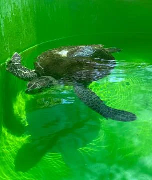 Turtle green background Swim turtle ocean green animal Stockfoto's