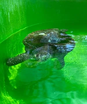 Turtle green background Swim turtle ocean green animal background Stock Photos