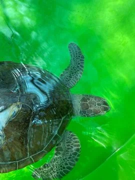 Turtle green background Swim turtle ocean green animal Stock Photos