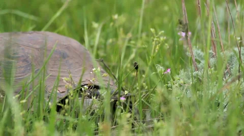 Turtle in the green grass Stock Footage 5164714