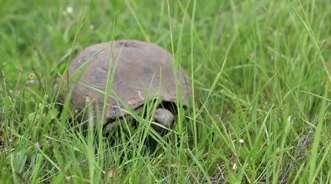 Turtle in the green grass Stock Footage 5164782
