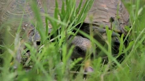 Turtle in the green grass Stock Footage 5164818