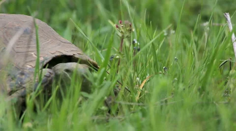 Turtle in the green grass Stock Footage 5164869