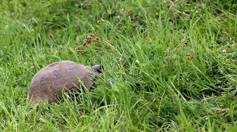 Turtle in the green grass Stock Footage 5165113