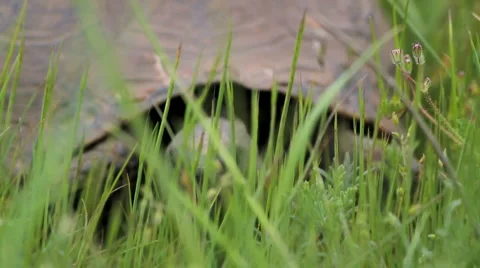 Turtle in the green grass Stock Footage 5165916