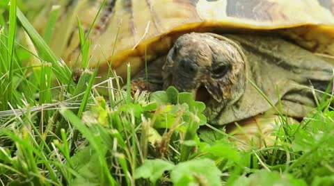Turtle on green grass Stock Footage 11880882
