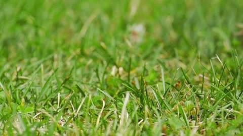 Turtle on green grass Stock Footage 11880900