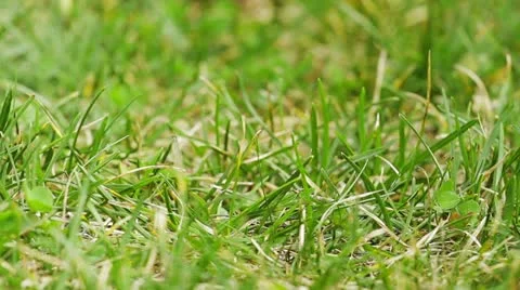 Turtle on green grass Stock Footage 11880928