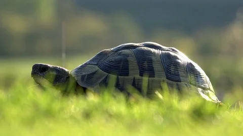 Тurtle in green grass Stock Footage 83393896