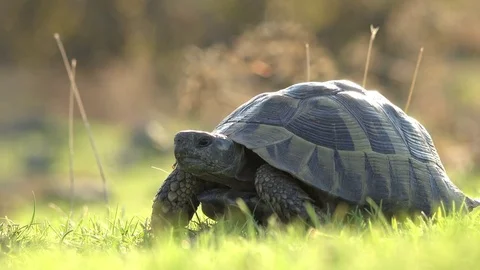 Тurtle in green grass 스톡 동영상 83393923