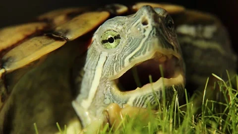 A turtle on the green grass opens its mouth. A close-up portrait of a reptile. Stock Footage 243119176