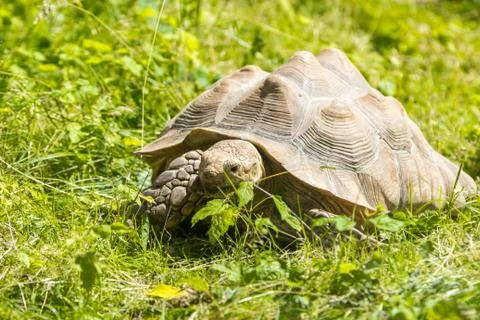 Turtle on green grass Stock Photos