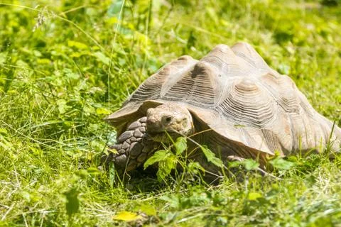 Turtle on green grass Stock Photos