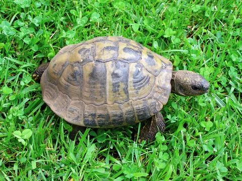 Turtle on green grass Stock Photos