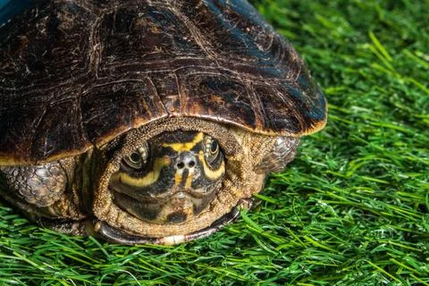 Turtle on green grass texture background eco concept, asia, thailand Stock Photos