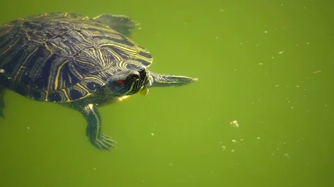 Turtle is on the Green Lake 1 Stock Footage 108570837
