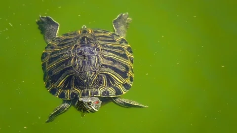 Turtle is on the Green Lake 2 Stock Footage 108570905