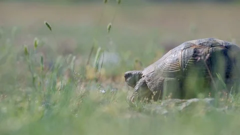 Turtle on the green meadow 스톡 동영상 87564620