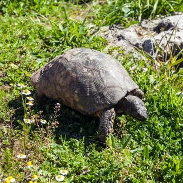 Turtle  in a green meadow Stock Photos