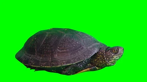 Turtle on a green screen background Stock Footage 332490157