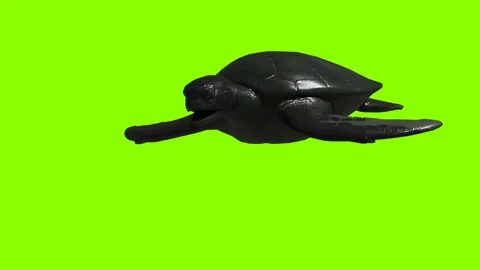Turtle Green screen Stock Footage 307118865