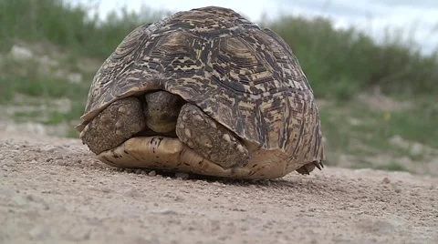 Turtle on the ground Stock Footage 51055595